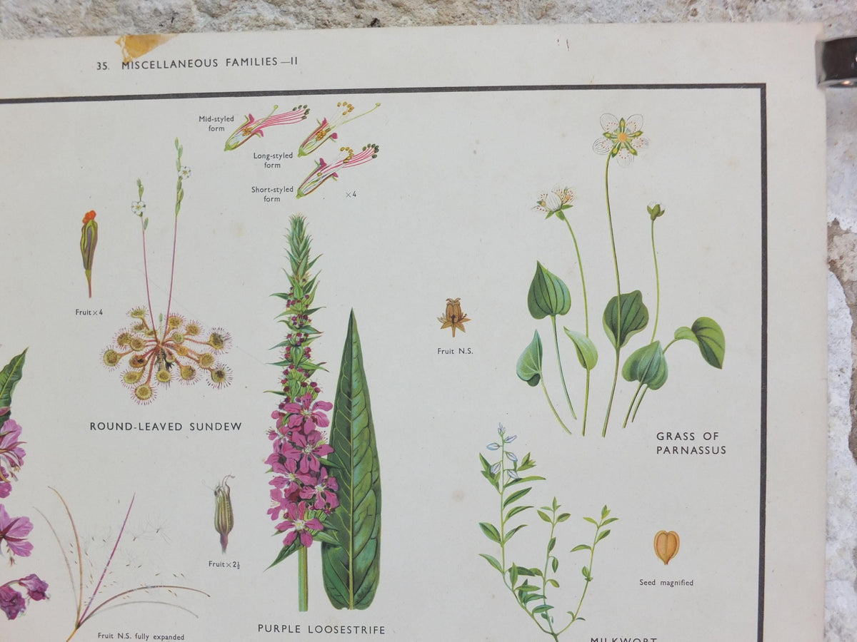 Macmillan Wildflowers Poster, Sundew, Mallow, Flax, Milkwort, White Bryony, Educational print wall art Nature biology botany botanical 1950s