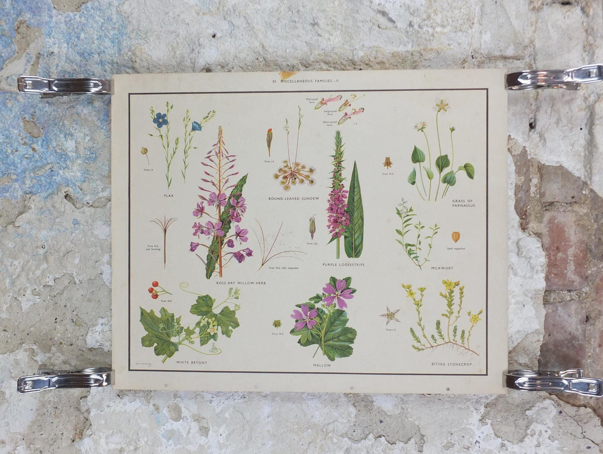Macmillan Wildflowers Poster, Sundew, Mallow, Flax, Milkwort, White Bryony, Educational print wall art Nature biology botany botanical 1950s
