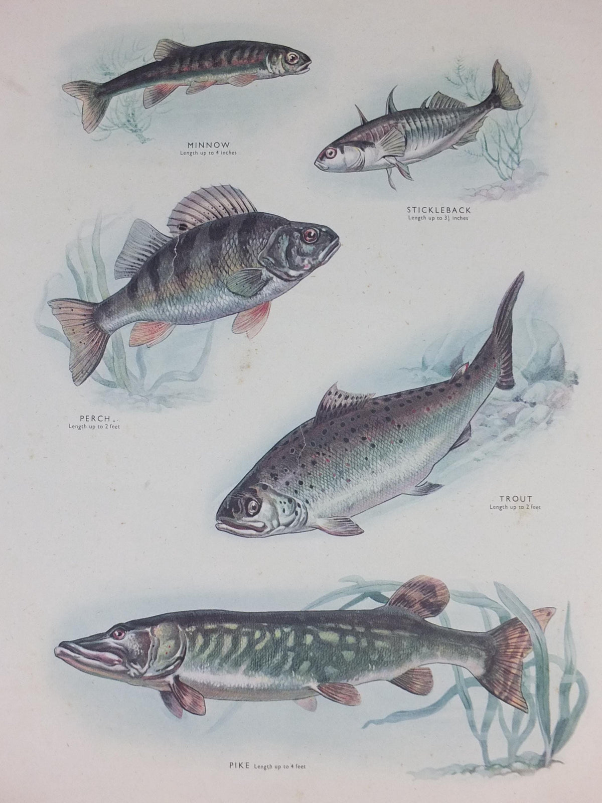 Macmillan Fresh Water Fish Poster, Trout, Perch, Minnow, Stickleback, Pike, Ichthyology, Nature Educational print wall art 1950s
