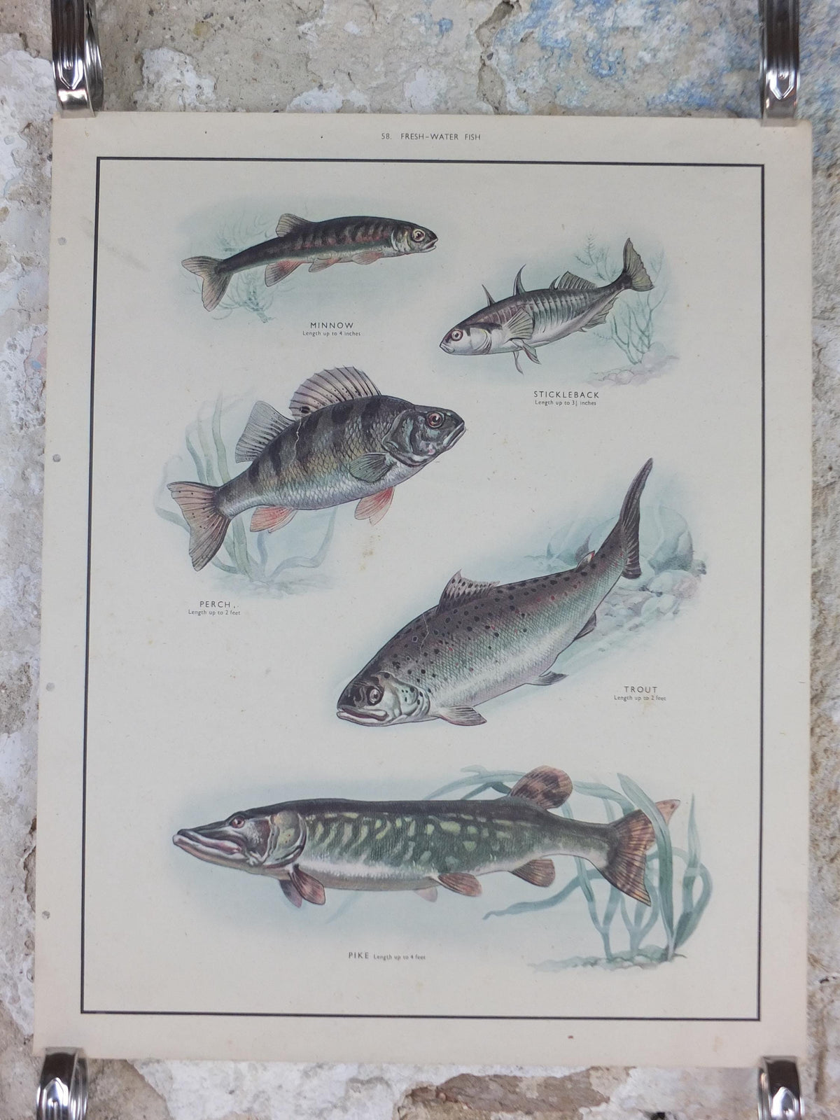 Macmillan Fresh Water Fish Poster, Trout, Perch, Minnow, Stickleback, Pike, Ichthyology, Nature Educational print wall art 1950s