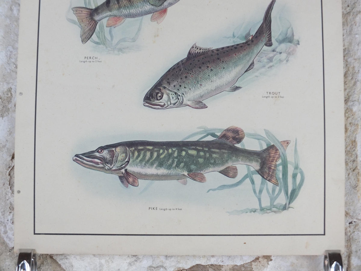 Macmillan Fresh Water Fish Poster, Trout, Perch, Minnow, Stickleback, Pike, Ichthyology, Nature Educational print wall art 1950s