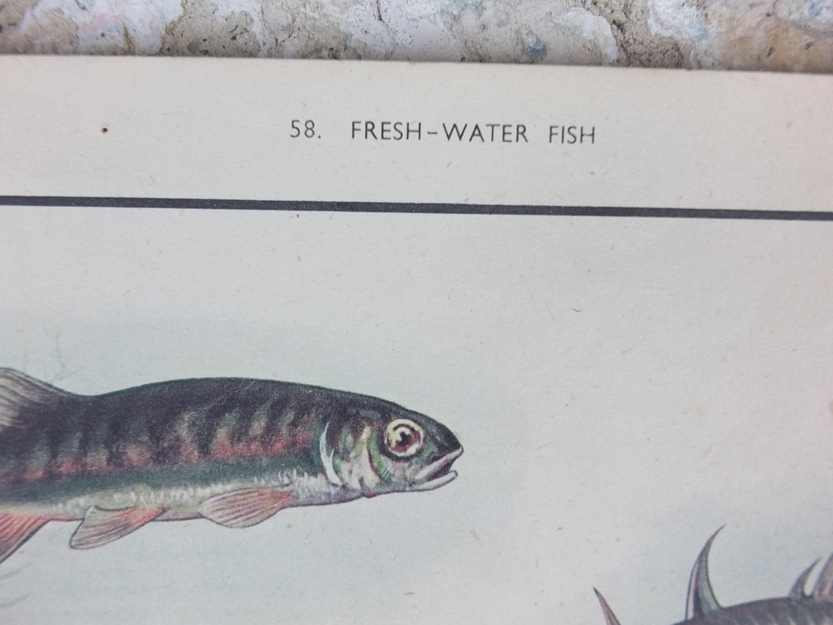 Macmillan Fresh Water Fish Poster, Trout, Perch, Minnow, Stickleback, Pike, Ichthyology, Nature Educational print wall art 1950s
