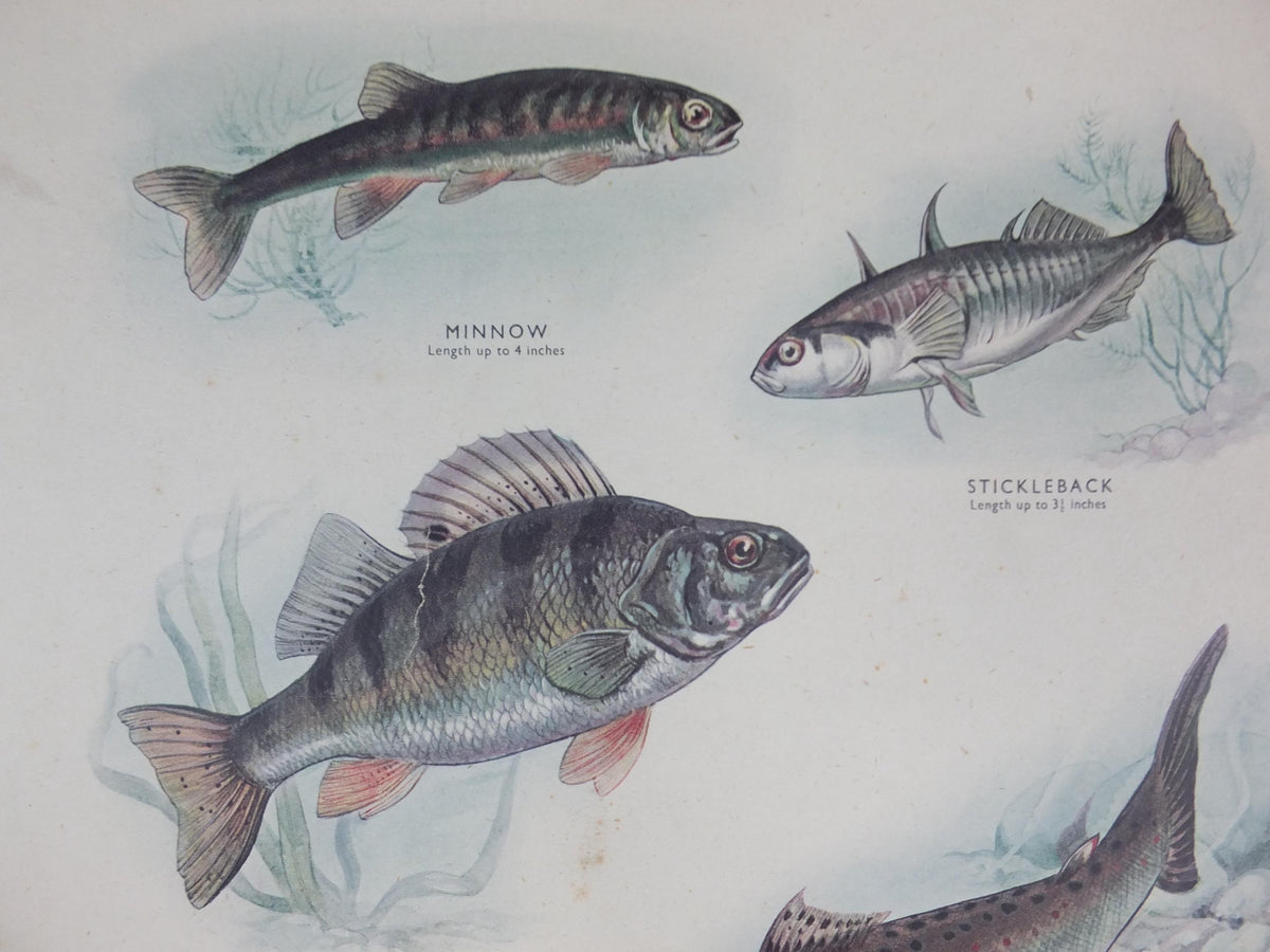 Macmillan Fresh Water Fish Poster, Trout, Perch, Minnow, Stickleback, Pike, Ichthyology, Nature Educational print wall art 1950s