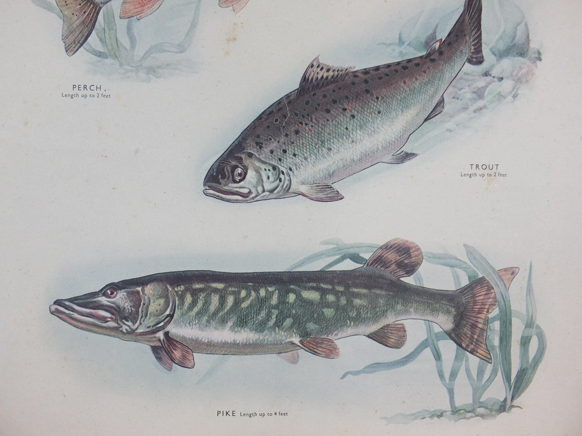 Macmillan Fresh Water Fish Poster, Trout, Perch, Minnow, Stickleback, Pike, Ichthyology, Nature Educational print wall art 1950s