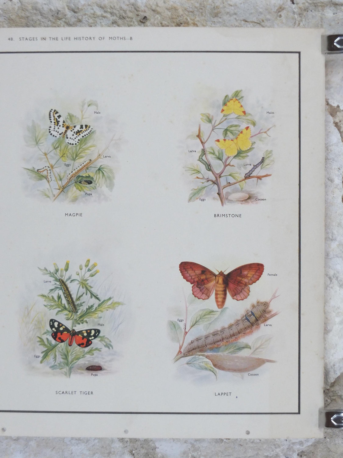 Macmillan Moths Poster, Drinker, Magpie, Brimstone, Lappet, Scarlett Tiger, Privet Hawk, Nature Educational print all art 1950s