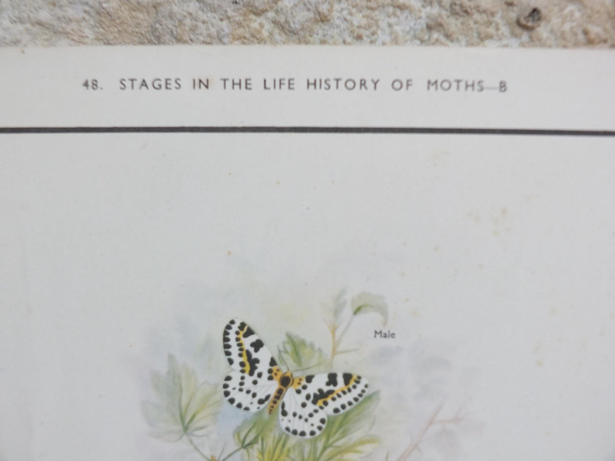 Macmillan Moths Poster, Drinker, Magpie, Brimstone, Lappet, Scarlett Tiger, Privet Hawk, Nature Educational print all art 1950s