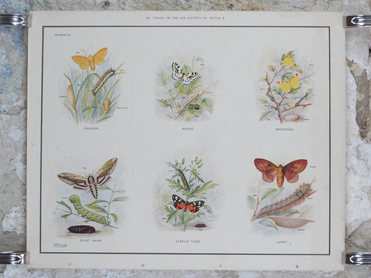 Macmillan Moths Poster, Drinker, Magpie, Brimstone, Lappet, Scarlett Tiger, Privet Hawk, Nature Educational print all art 1950s