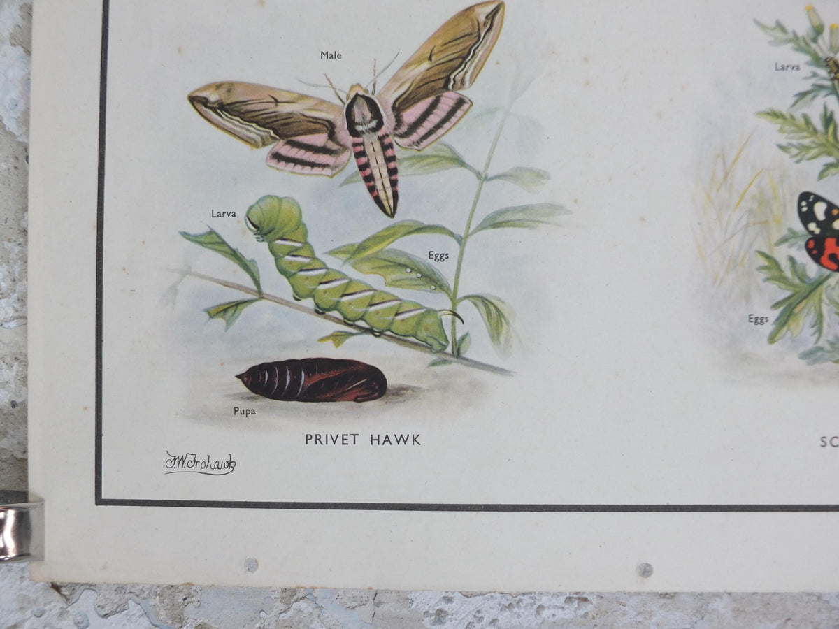 Macmillan Moths Poster, Drinker, Magpie, Brimstone, Lappet, Scarlett Tiger, Privet Hawk, Nature Educational print all art 1950s