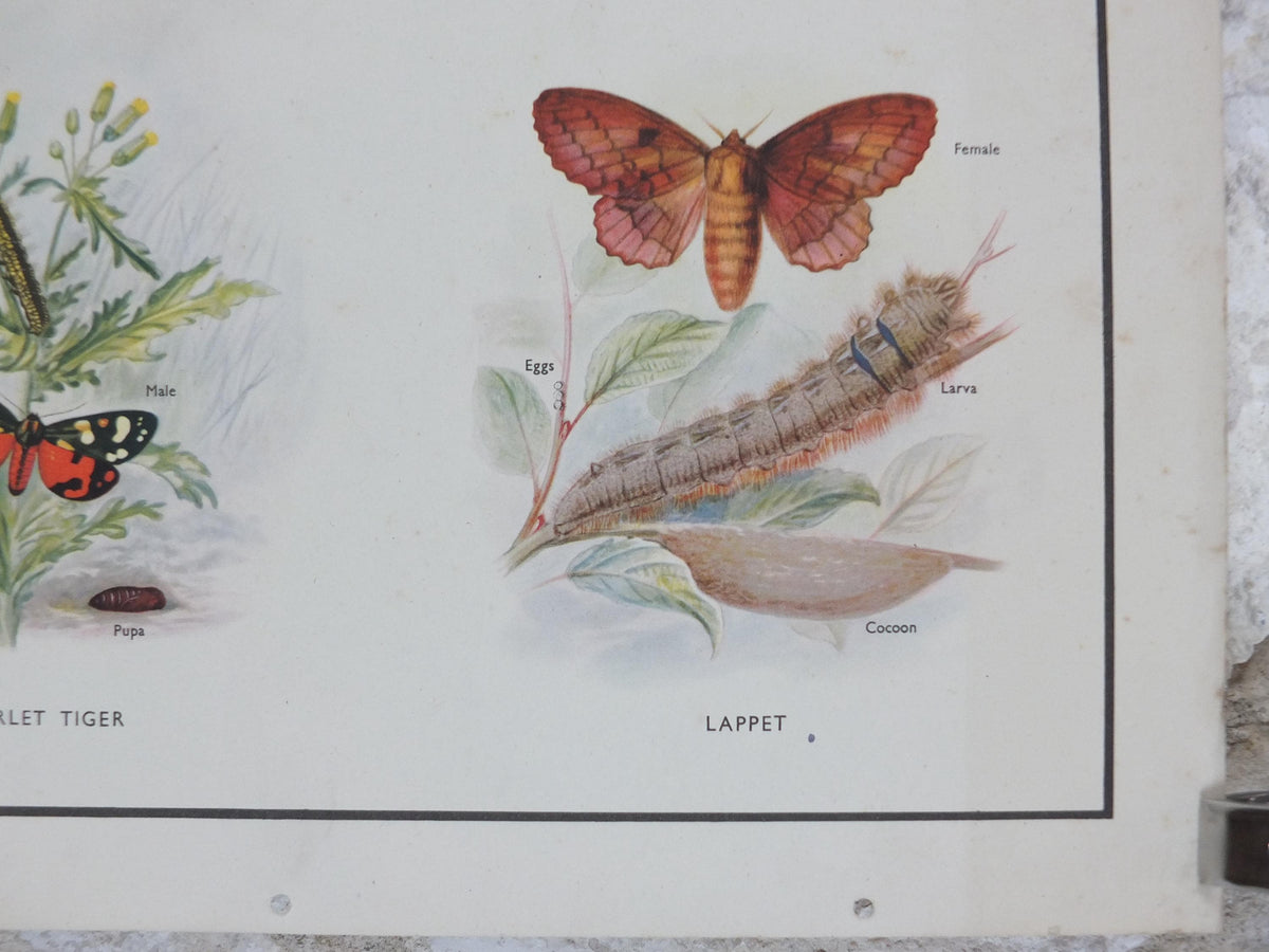 Macmillan Moths Poster, Drinker, Magpie, Brimstone, Lappet, Scarlett Tiger, Privet Hawk, Nature Educational print all art 1950s