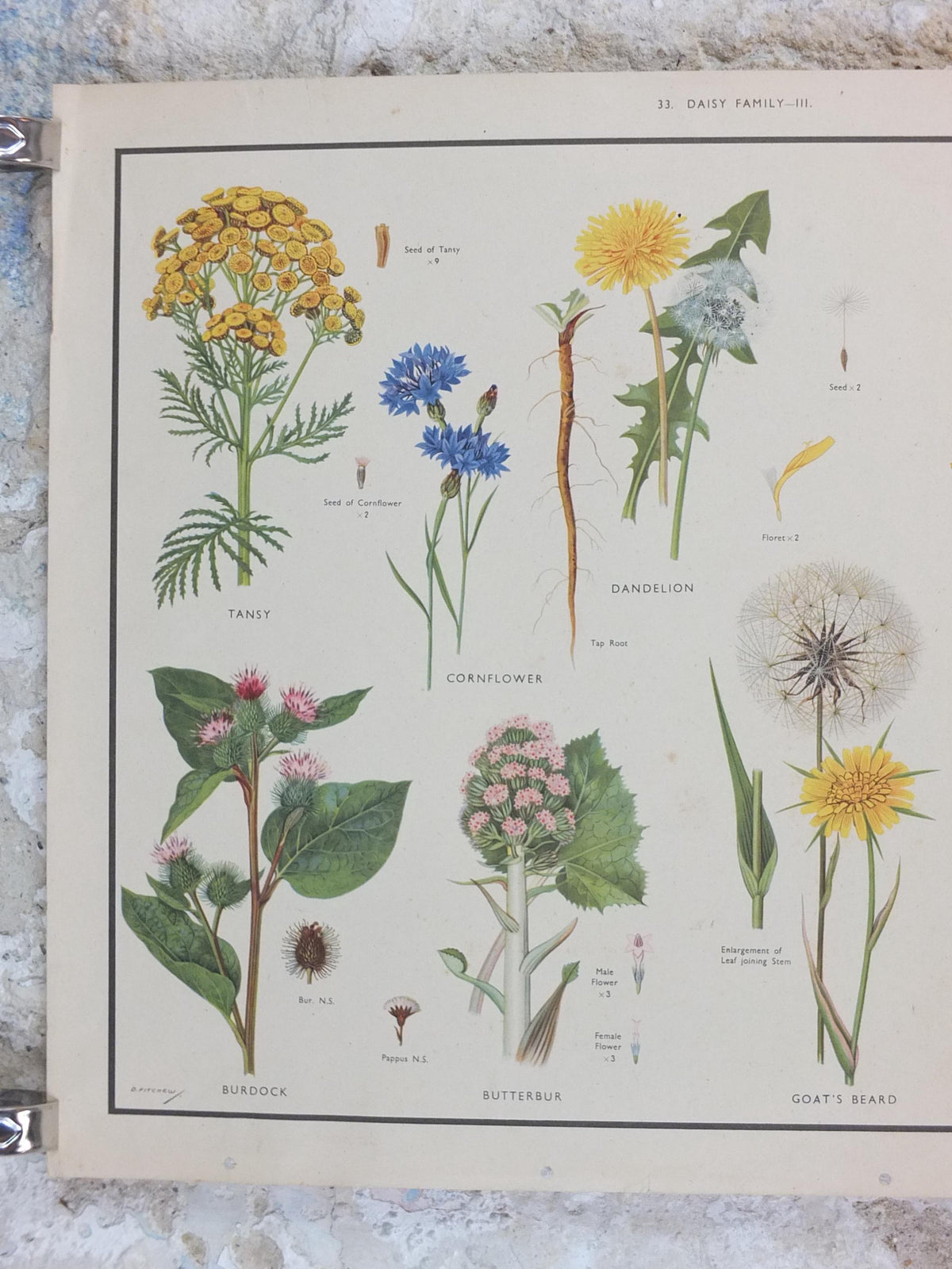 Macmillan Wild Flowers Daisy Poster, Dandelion, Cornflower, Burdock, Goats Beard, Educational print wall art Nature botany botanical 1950s