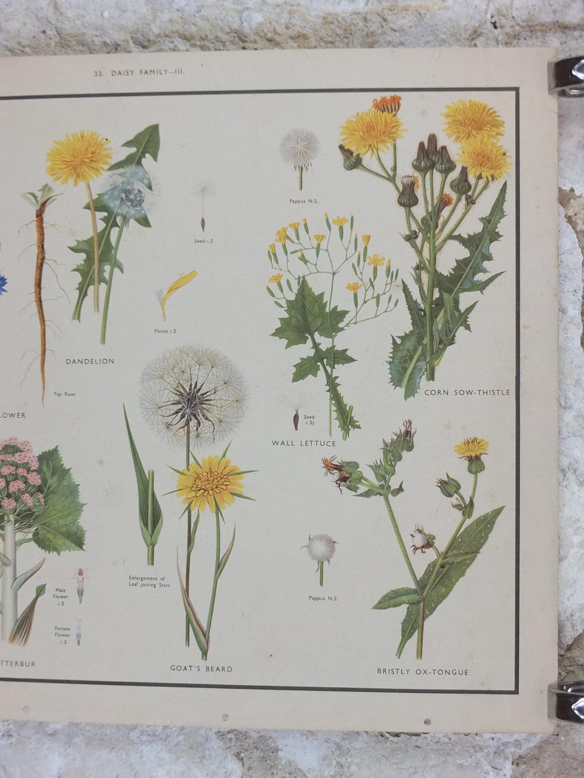 Macmillan Wild Flowers Daisy Poster, Dandelion, Cornflower, Burdock, Goats Beard, Educational print wall art Nature botany botanical 1950s
