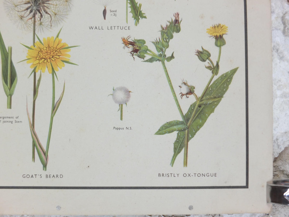 Macmillan Wild Flowers Daisy Poster, Dandelion, Cornflower, Burdock, Goats Beard, Educational print wall art Nature botany botanical 1950s