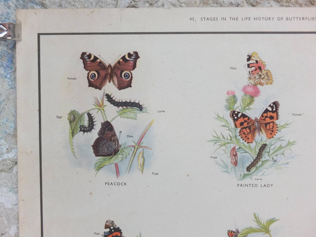 Macmillan Butterflies Poster, Peacock, Painted Lady, Common Blue, Red Admiral, Meadow Brown, Nature Educational print all art 1950s