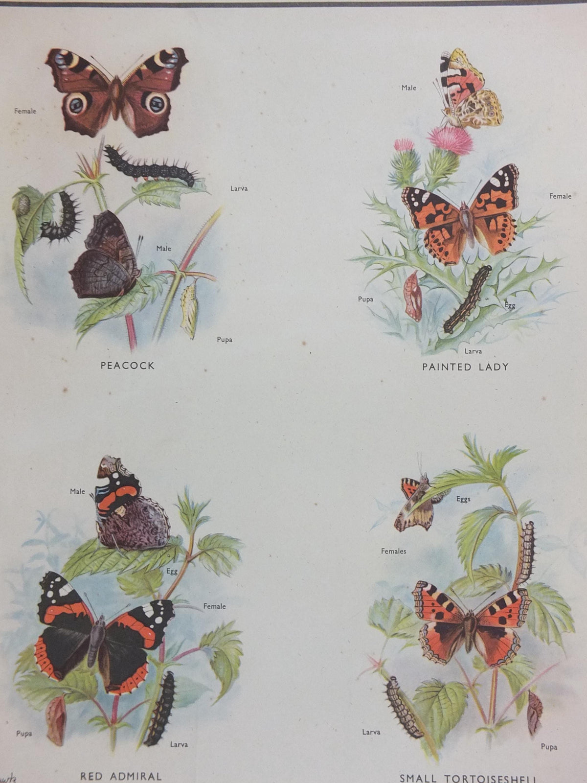 Macmillan Butterflies Poster, Peacock, Painted Lady, Common Blue, Red Admiral, Meadow Brown, Nature Educational print all art 1950s