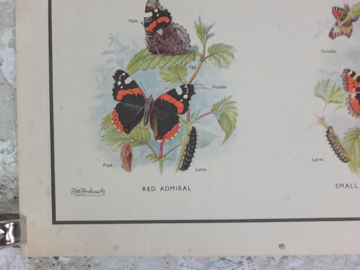 Macmillan Butterflies Poster, Peacock, Painted Lady, Common Blue, Red Admiral, Meadow Brown, Nature Educational print all art 1950s
