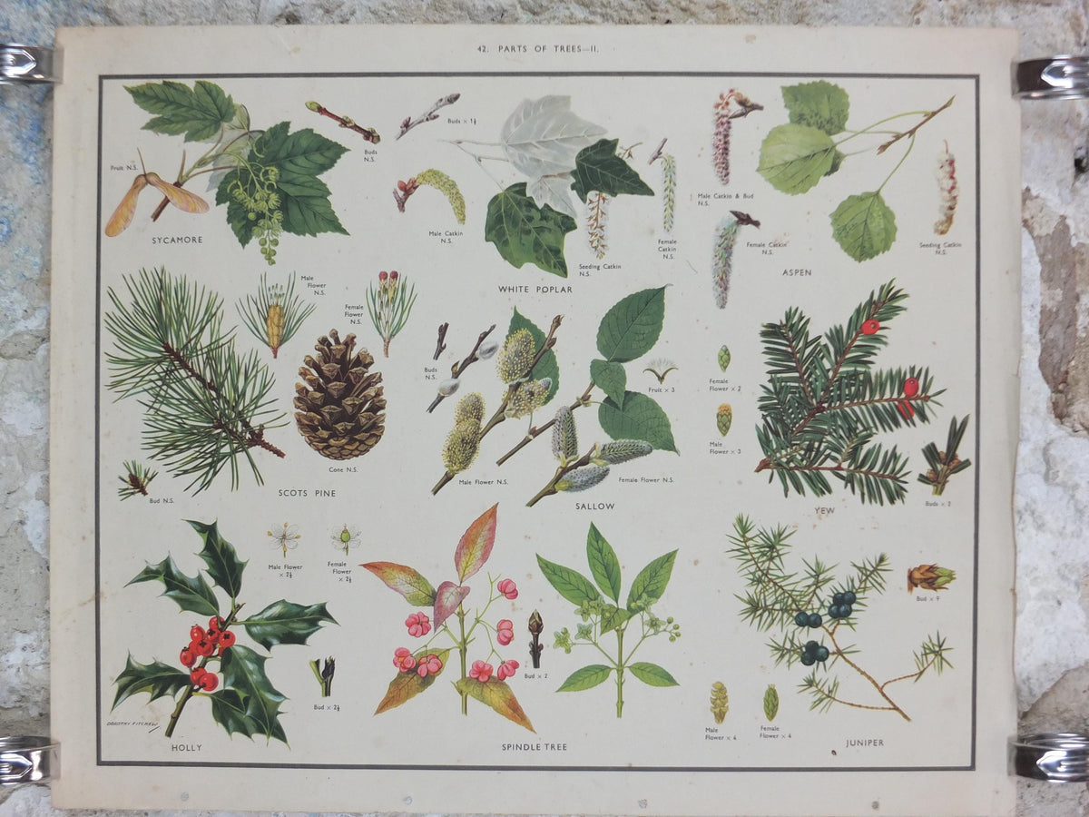 Macmillan Parts of Trees Poster, Sycamore, Yew, Pine, Aspen, Juniper, Holly, Educational, print wall art Nature botany botanical 1950s