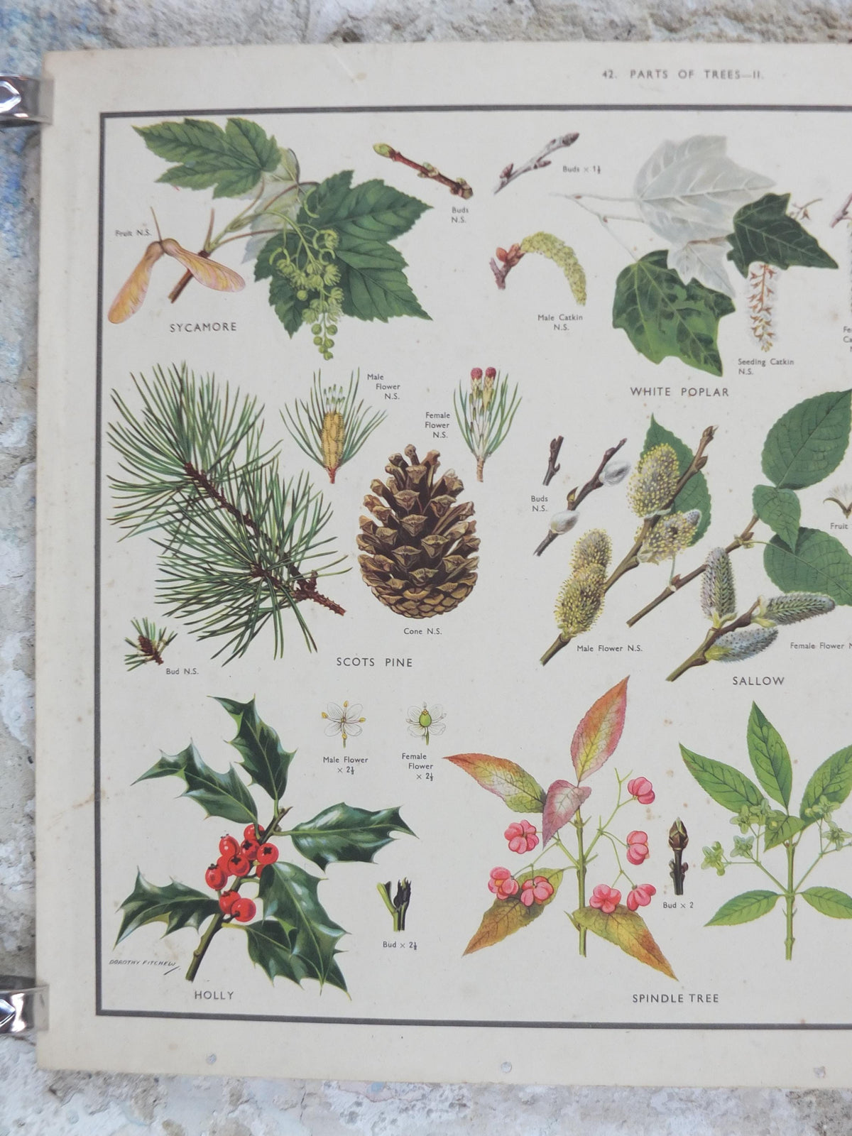 Macmillan Parts of Trees Poster, Sycamore, Yew, Pine, Aspen, Juniper, Holly, Educational, print wall art Nature botany botanical 1950s