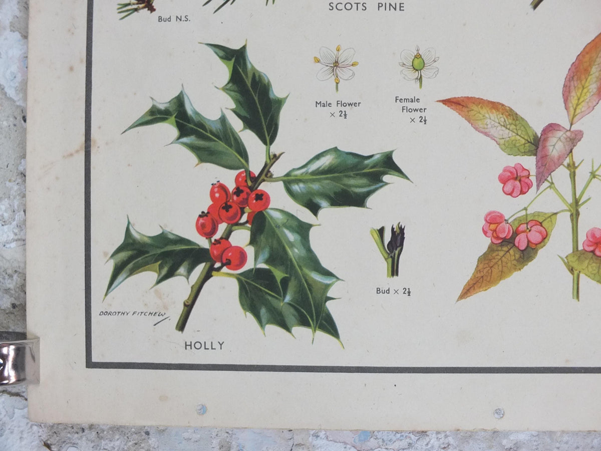 Macmillan Parts of Trees Poster, Sycamore, Yew, Pine, Aspen, Juniper, Holly, Educational, print wall art Nature botany botanical 1950s
