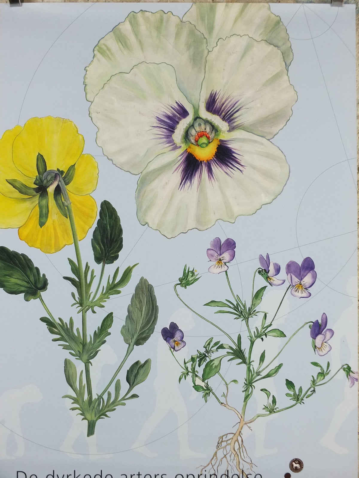 2009 Pansies Poster, Violas, The Origin of Cultivated Species. 150th anniversary of Darwin, Garden botanical Pansy blooms, wall art decor