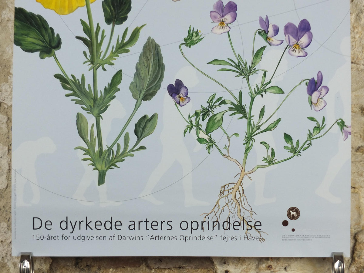 2009 Pansies Poster, Violas, The Origin of Cultivated Species. 150th anniversary of Darwin, Garden botanical Pansy blooms, wall art decor