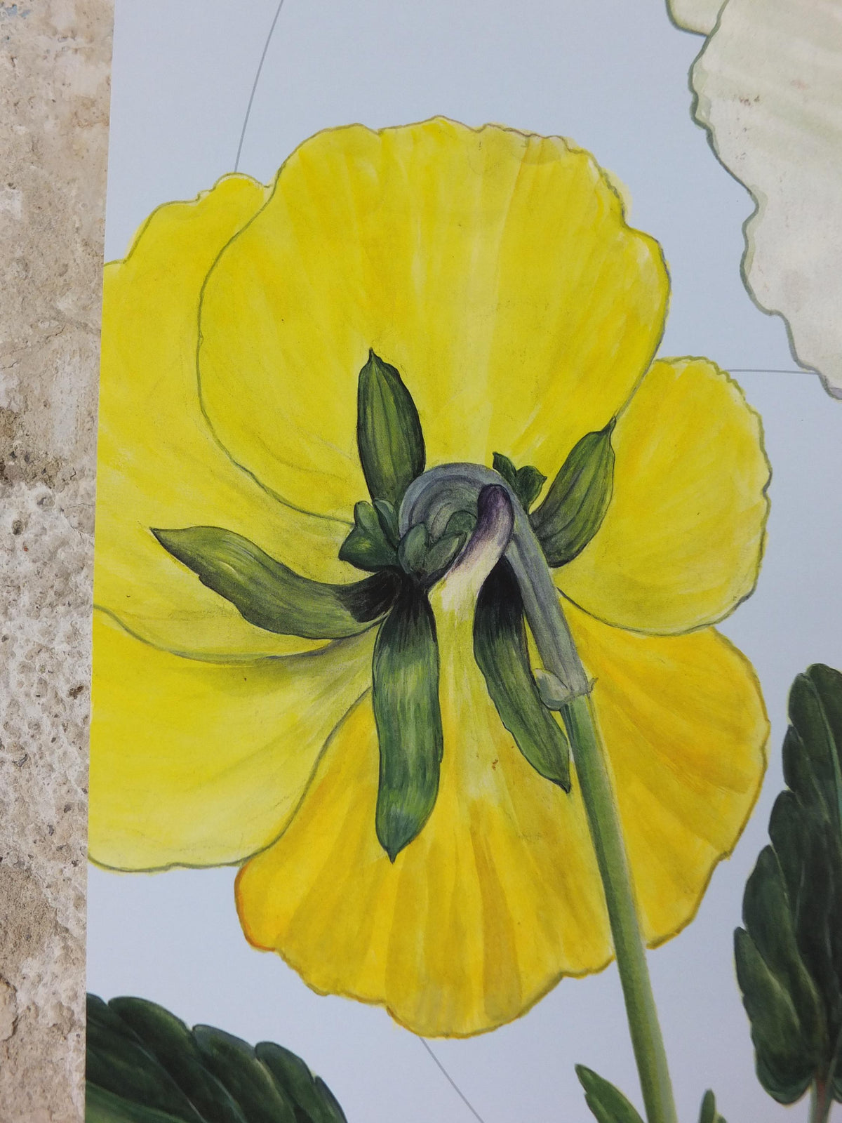 2009 Pansies Poster, Violas, The Origin of Cultivated Species. 150th anniversary of Darwin, Garden botanical Pansy blooms, wall art decor