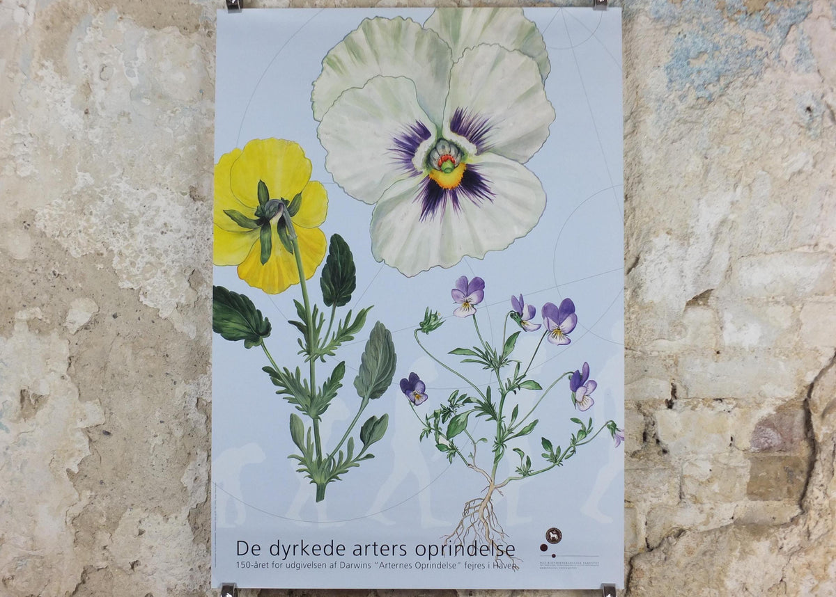 2009 Pansies Poster, Violas, The Origin of Cultivated Species. 150th anniversary of Darwin, Garden botanical Pansy blooms, wall art decor