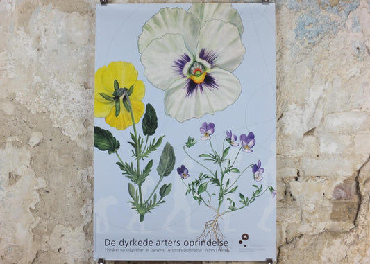 2009 Pansies Poster, Violas, The Origin of Cultivated Species. 150th anniversary of Darwin, Garden botanical Pansy blooms, wall art decor