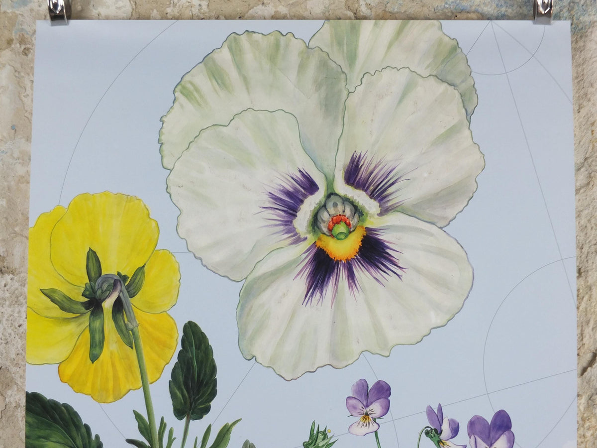 2009 Pansies Poster, Violas, The Origin of Cultivated Species. 150th anniversary of Darwin, Garden botanical Pansy blooms, wall art decor