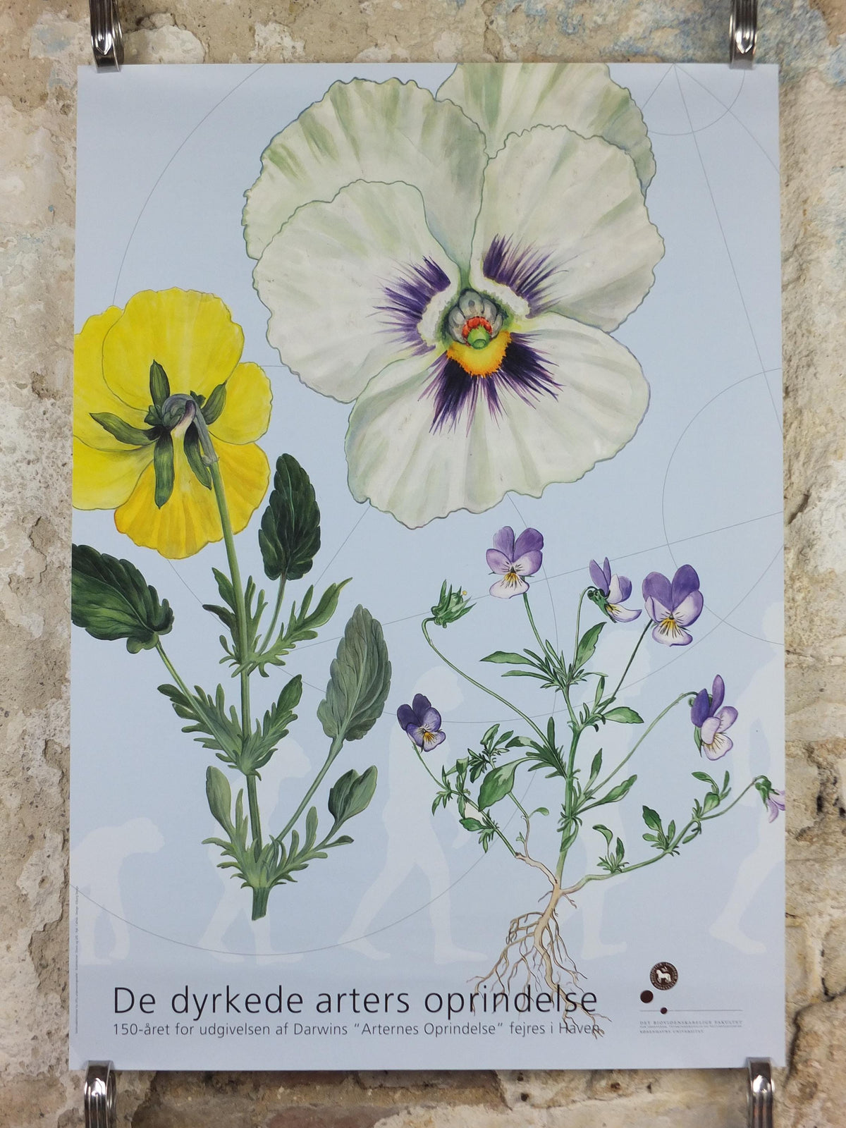 2009 Pansies Poster, The Origin of Cultivated Species. 150th anniversary of Darwin, Garden botanical flora Pansy blooms, wall art decor