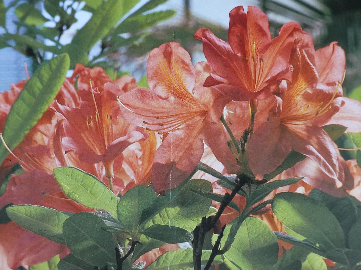 1986 Azaleas Poster, Azelees, Mairie de Paris Flower Show, Porte d'Auteuil, Jardin des Serres d'Auteuil, Garden botanical, wall art decor
