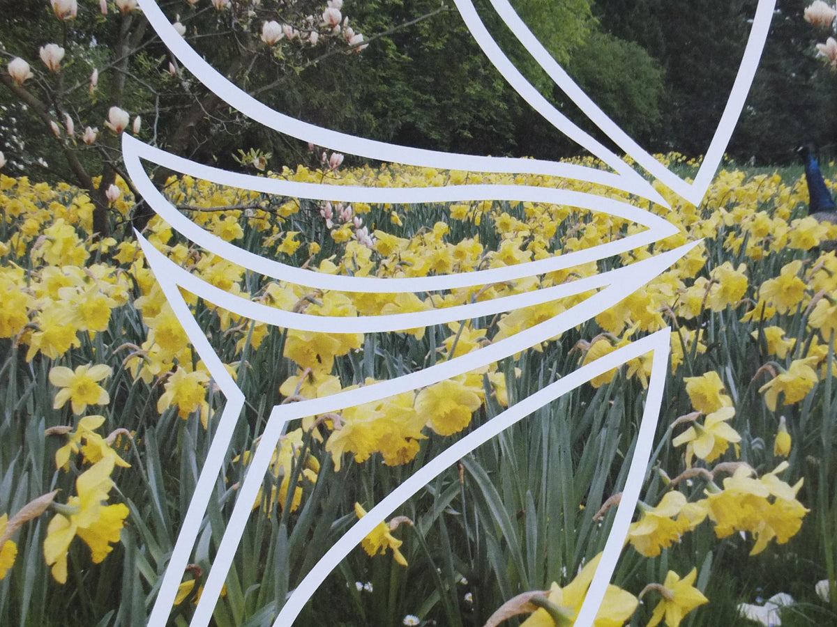 1980s Daffodils of Paris Poster, Spring Exhibition, Parc de Bagatelle Paris, Garden botanical flora plants blooms, wall art decor