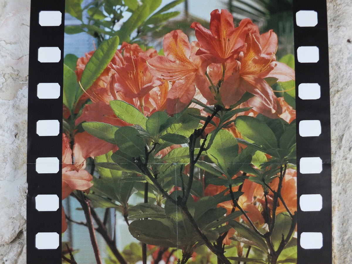 1986 Azaleas Poster, Azelees, Mairie de Paris Flower Show, Porte d'Auteuil, Jardin des Serres d'Auteuil, Garden botanical, wall art decor